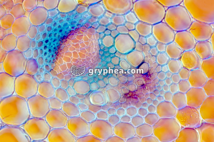 Tige de Renoncule faisceau-libéro ligneux CT x100 - gryphea.com